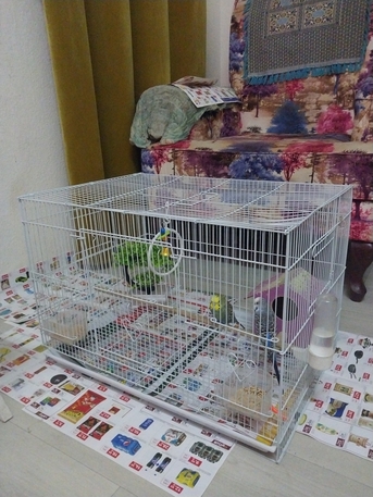 Pet Sitting Service Available He. photo 2