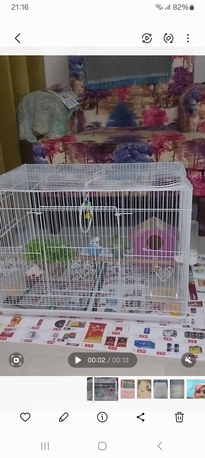 Pet Sitting Service Available Only For Budgies, Parrots 🦜, Cocktails Parrots