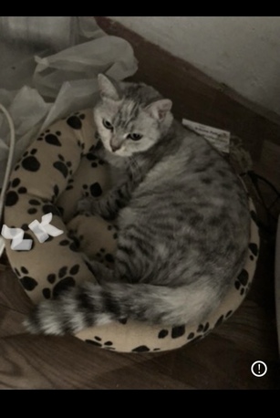 Providing Pet Sitting -Services By Picking Up From Your Home N Drop Back Cat, Bird