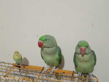 Providing Pet Sitting -Services By Picking Up From Your Home N Drop Back Cat, Bird photo 2