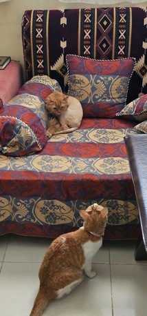 Providing Pet Sitting -Services By Picking Up From Your Home N Drop Back Cat, Bird photo 3