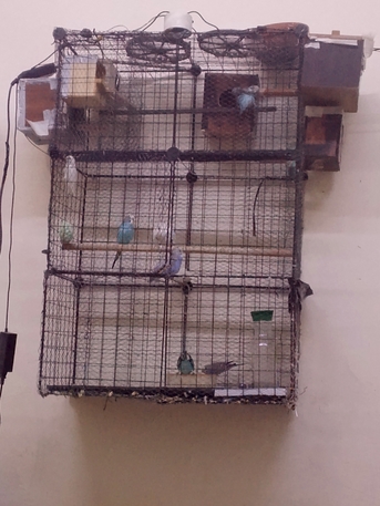 Budgies For Sell