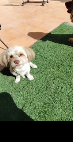 Cage Free Pet Boarding And Pet Sitting At A Villa photo 2