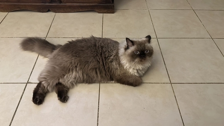 Cage Free Pet Boarding And Pet Sitting At A Villa photo 3