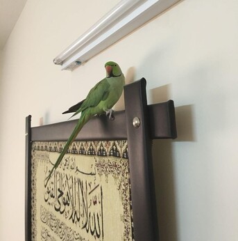 R U Looking For Pet Sitting ! Then Why Not Contact Me !