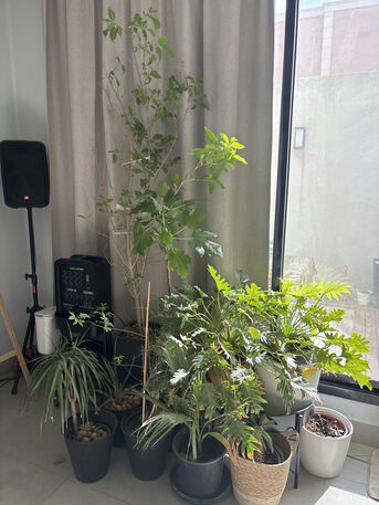 SAR 30,  Plants(variable) photo 1