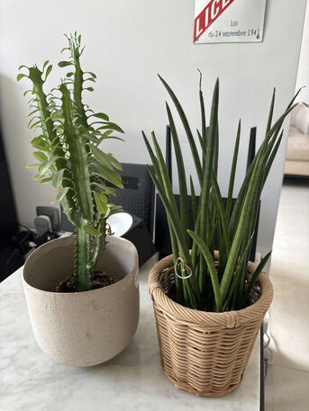 SAR 30,  Plants(variable) photo 2