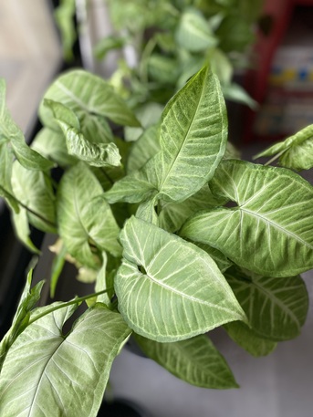 SAR 10,  Indoor, Outdoor Plants, Organic Liquid Fertilizer Ans Soil For Sale photo 2