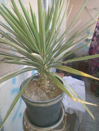 SAR 1,  Indoor/ Out Door Plants (Live/ Original) photo 1