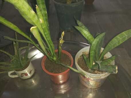 SAR 1,  Indoor/ Out Door Plants (Live/ Original) photo 2