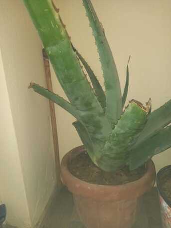 SAR 1,  Indoor/ Out Door Plants (Live/ Original) photo 3