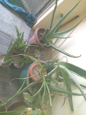 SAR 1,  Semi Indoor Plants--- photo 1