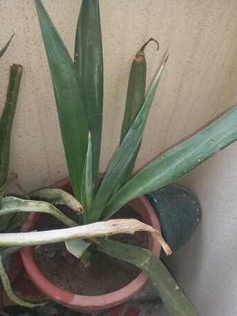 SAR 1,  Semi Indoor Plants--- photo 2
