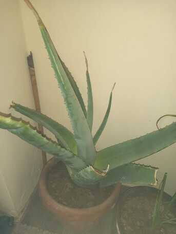 SAR 1,  Semi Indoor Plants--- photo 3