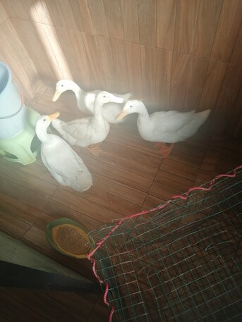 FREE Temporary Adoption – 4 Ducks 🦆🦆🦆🦆