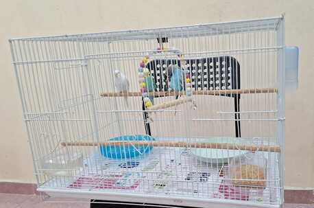 SAR 195,  Cages For Birds (different Sizes) & Birds Houses photo 2