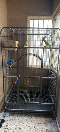 SAR 1250,  Iron Cage With Indian Ring Neck Bird