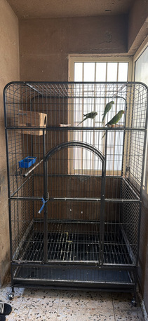 SAR 1250,  Iron Cage With Indian Ring Neck Bird photo 2