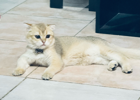 SAR 1,  Urgent Sale – Pure Scottish Fold Male Kitten (Golden Color) photo 1