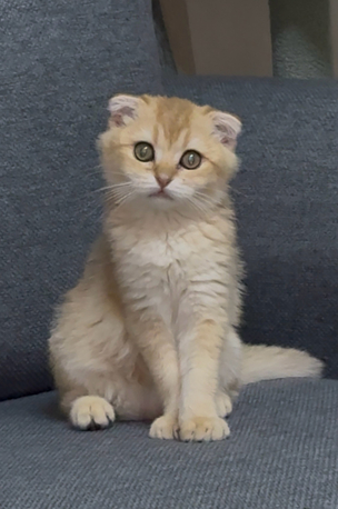 SAR 1,  Urgent Sale – Pure Scottish Fold Male Kitten (Golden Color) photo 2
