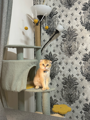 SAR 1,  Urgent Sale – Pure Scottish Fold Male Kitten (Golden Color) photo 3