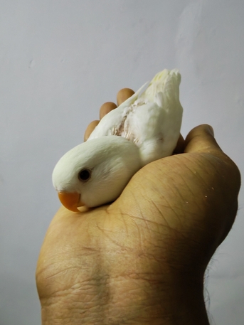 SAR 170,  Rose Lovebirds 2 Pair And 2 Chick Available photo 1