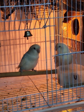 SAR 170,  Rose Lovebirds 2 Pair And 2 Chick Available photo 2