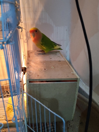 SAR 170,  Rose Lovebirds 2 Pair And 2 Chick Available photo 3
