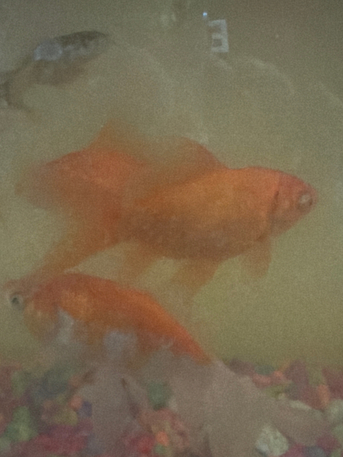 SAR 70,  5 To 6 Aquariem Fishes