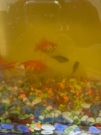 SAR 70,  5 To 6 Aquariem Fishes photo 2