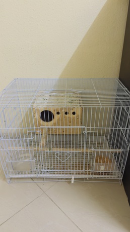 SAR 80,  I Want To Sell My Love Bird(single)and Cage