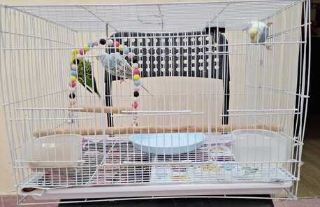 SAR 195,  Bird Cages Along With Accessories & Bird Houses photo 1