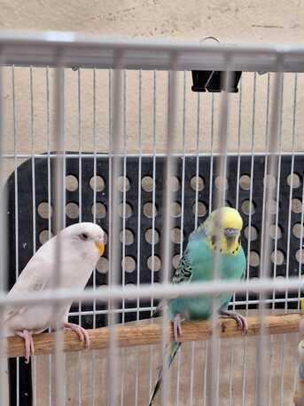 SAR 195,  Brid Cages Of Multiple Sizes & Bird Houses