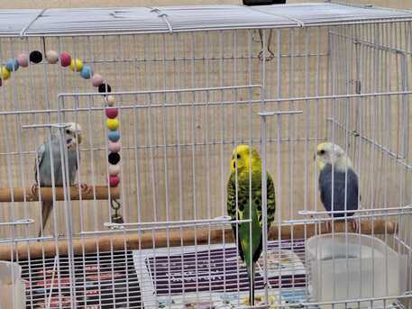 SAR 195,  Brid Cages Of Multiple Sizes & Bird Houses photo 2