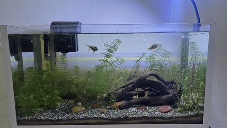 SAR 375,  Aquarium Planted