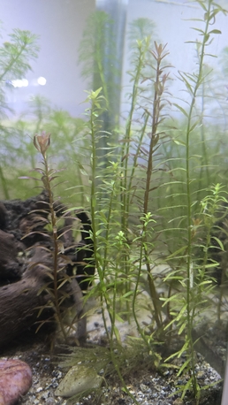 SAR 375,  Aquarium Planted photo 2