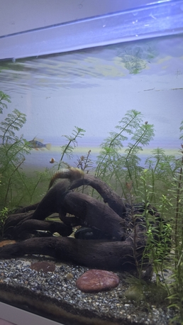 SAR 375,  Aquarium Planted photo 3
