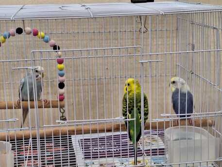 SAR 195,  Bird Cages (Multiple Sizes) Along With Accessories + Bird Homes photo 2