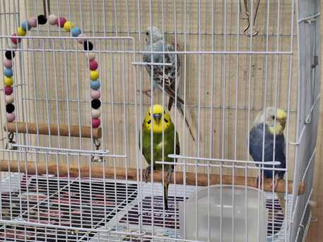 SAR 195,  Bird Cages (Multiple Sizes) Along With Accessories + Bird Homes photo 3