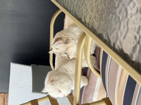 2 Cats Male And Female For Adoption