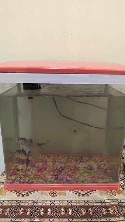 SAR 165,  Beautiful 40 L Aquarium With 7 Color Led Light With 3 Goldfish For Sale