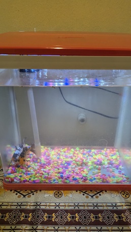 SAR 165,  Beautiful 40 L Aquarium With 7 Color Led Light With 3 Goldfish For Sale photo 2