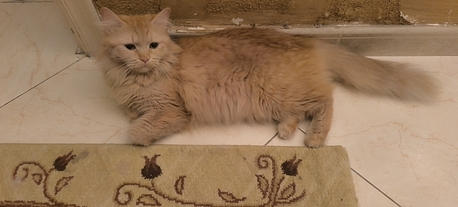 Persian Female Cat