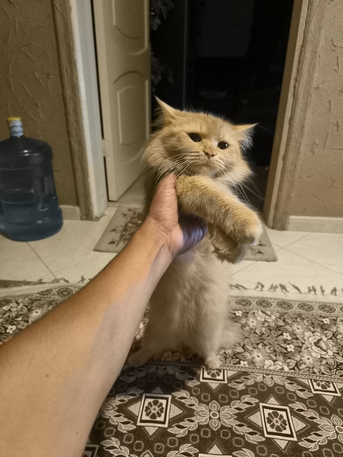 Persian Female Cat photo 2