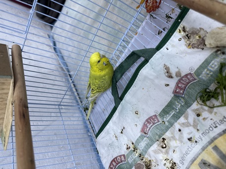 SAR 100,  I Want To Sell Love Bird Female