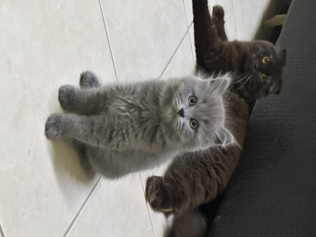 SAR 300,  Kitten For Sale
