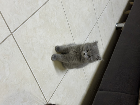 SAR 300,  Kitten For Sale photo 2