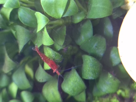 SAR 35,  Aquarium Plants And Shrimps