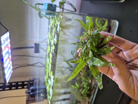 SAR 35,  Aquarium Plants And Shrimps photo 2