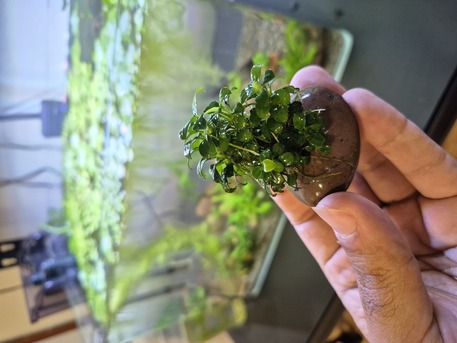 SAR 35,  Aquarium Plants And Shrimps photo 3
